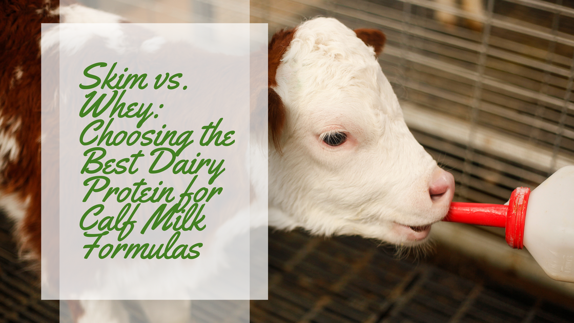 Casein vs. Whey: Choosing Your Calf Milk Replacer Wisely