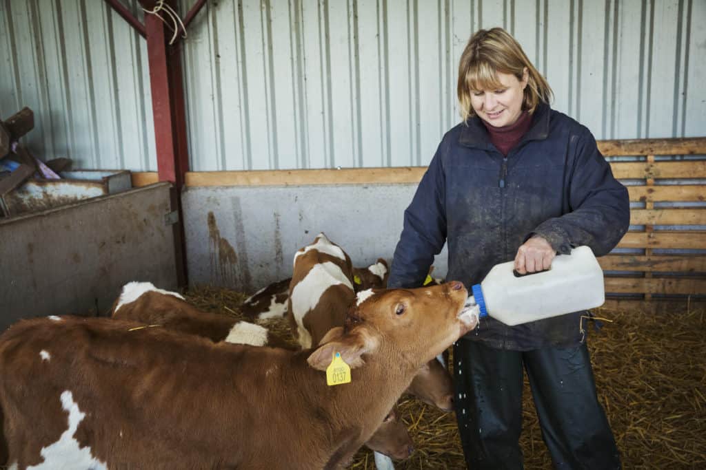 Maximizing Calf Health & Profitability with Quality Milk Powder